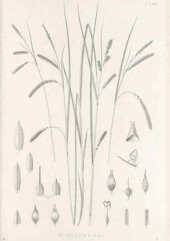 Reproducción/Reproduction 48682718248: Illustrations of the genus Carex. London :William Pamplin,1858-1867.. 