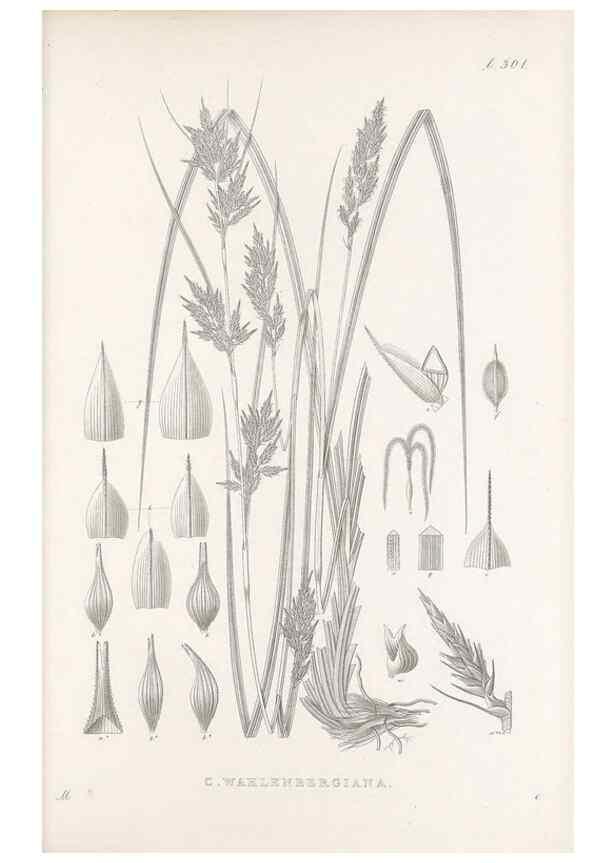 Reproducción/Reproduction 48682718538: Illustrations of the genus Carex. London :William Pamplin,1858-1867.. 