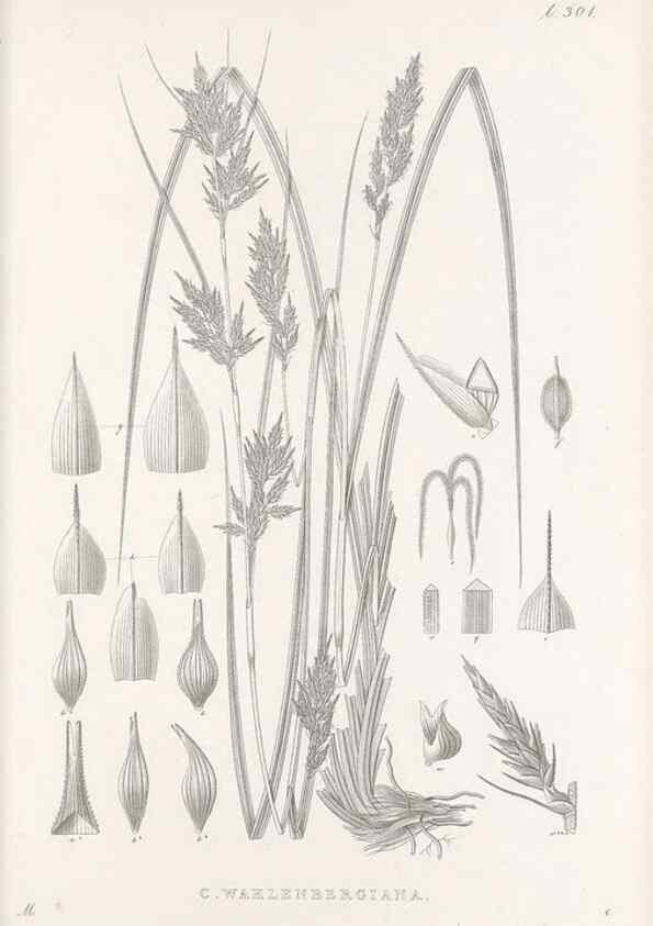Reproducción/Reproduction 48682718538: Illustrations of the genus Carex. London :William Pamplin,1858-1867.. 