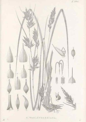 Reproducción/Reproduction 48682718538: Illustrations of the genus Carex. London :William Pamplin,1858-1867.. 