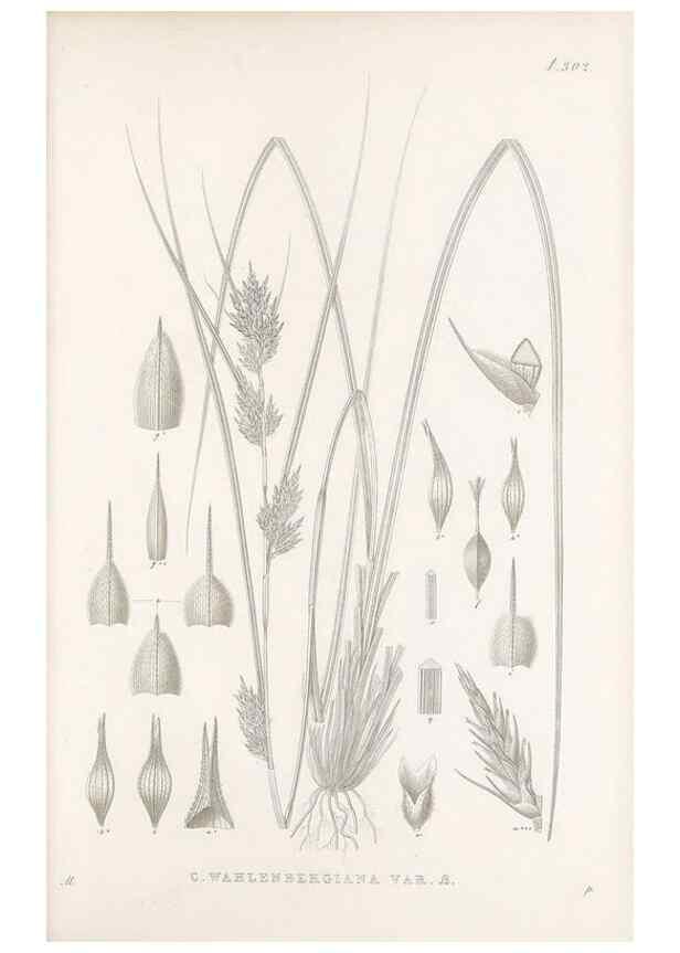Reproducción/Reproduction 48683057926: Illustrations of the genus Carex. London :William Pamplin,1858-1867.. 