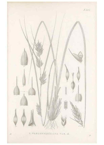 Reproducción/Reproduction 48683057926: Illustrations of the genus Carex. London :William Pamplin,1858-1867.. 