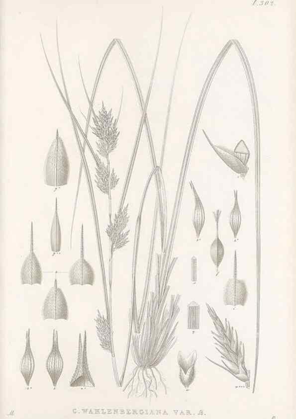 Reproducción/Reproduction 48683057926: Illustrations of the genus Carex. London :William Pamplin,1858-1867.. 