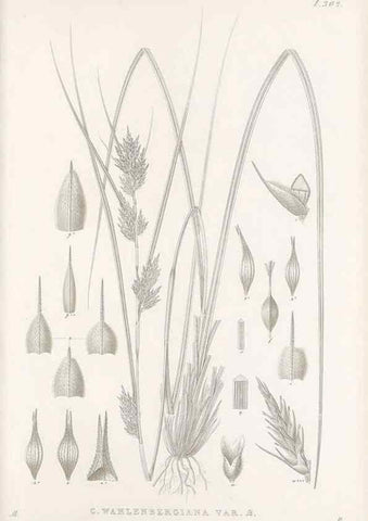 Reproducción/Reproduction 48683057926: Illustrations of the genus Carex. London :William Pamplin,1858-1867.. 