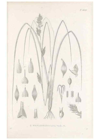 Reproducción/Reproduction 48682719138: Illustrations of the genus Carex. London :William Pamplin,1858-1867.. 