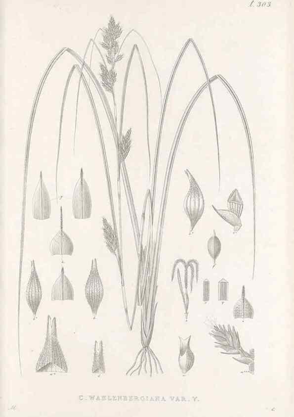 Reproducción/Reproduction 48682719138: Illustrations of the genus Carex. London :William Pamplin,1858-1867.. 