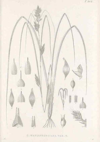 Reproducción/Reproduction 48682719138: Illustrations of the genus Carex. London :William Pamplin,1858-1867.. 