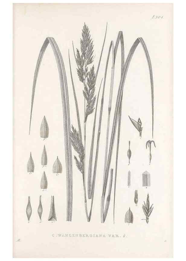 Reproducción/Reproduction 48683234047: Illustrations of the genus Carex. London :William Pamplin,1858-1867.. 