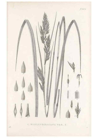 Reproducción/Reproduction 48683234047: Illustrations of the genus Carex. London :William Pamplin,1858-1867.. 