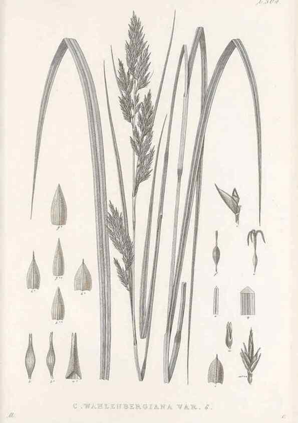 Reproducción/Reproduction 48683234047: Illustrations of the genus Carex. London :William Pamplin,1858-1867.. 