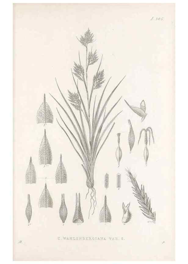 Reproducción/Reproduction 48682720058: Illustrations of the genus Carex. London :William Pamplin,1858-1867.. 