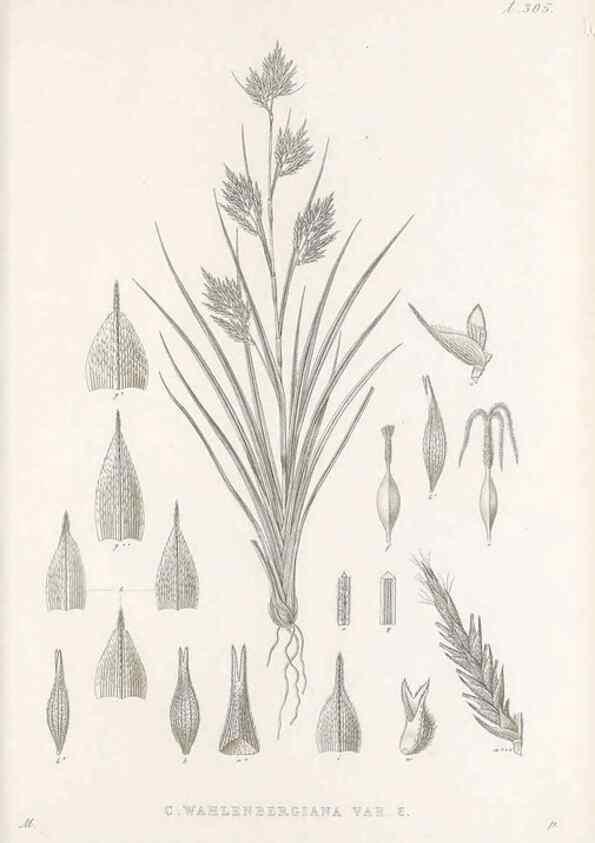 Reproducción/Reproduction 48682720058: Illustrations of the genus Carex. London :William Pamplin,1858-1867.. 