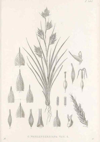 Reproducción/Reproduction 48682720058: Illustrations of the genus Carex. London :William Pamplin,1858-1867.. 