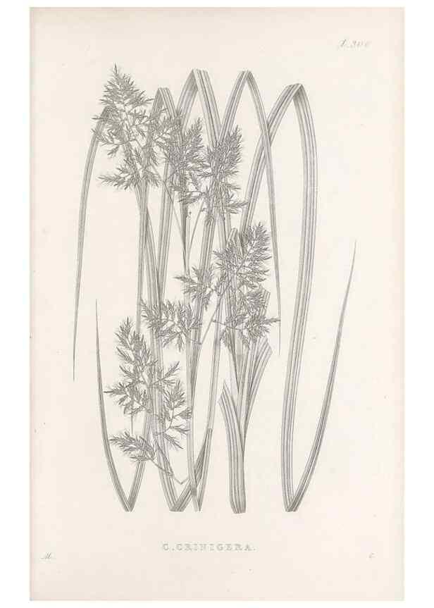 Reproducción/Reproduction 48683234547: Illustrations of the genus Carex. London :William Pamplin,1858-1867.. 