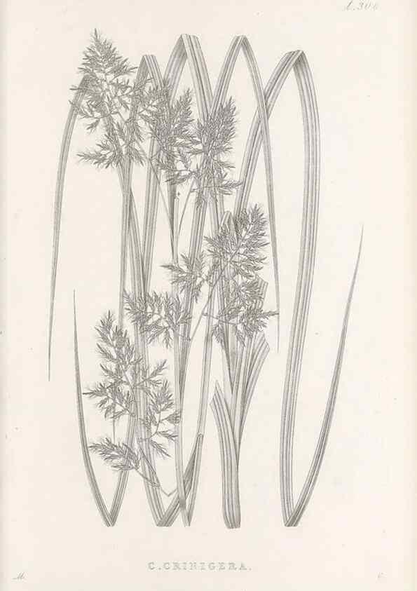 Reproducción/Reproduction 48683234547: Illustrations of the genus Carex. London :William Pamplin,1858-1867.. 