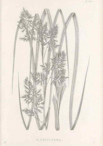 Reproducción/Reproduction 48683234547: Illustrations of the genus Carex. London :William Pamplin,1858-1867.. 