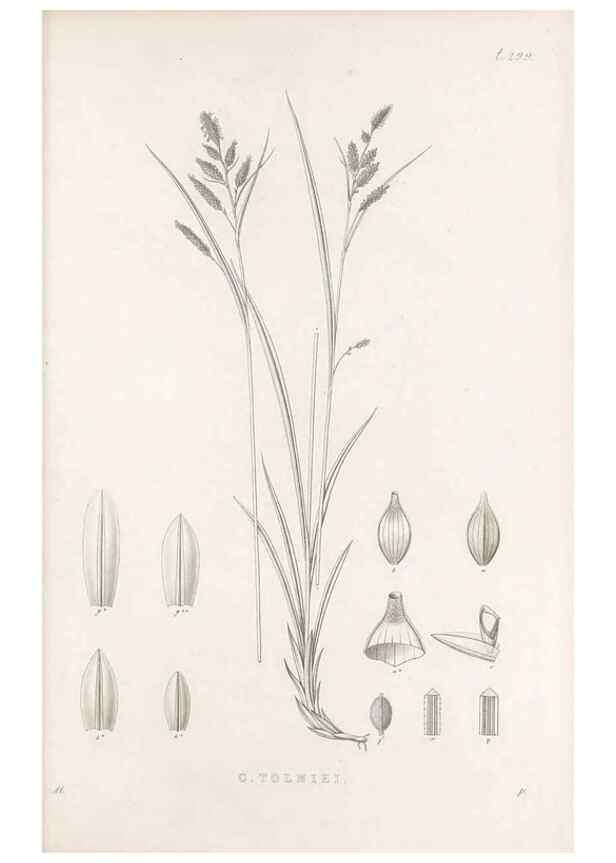 Reproducción/Reproduction 48682718033: Illustrations of the genus Carex. London :William Pamplin,1858-1867.. 