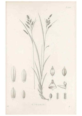 Reproducción/Reproduction 48682718033: Illustrations of the genus Carex. London :William Pamplin,1858-1867.. 