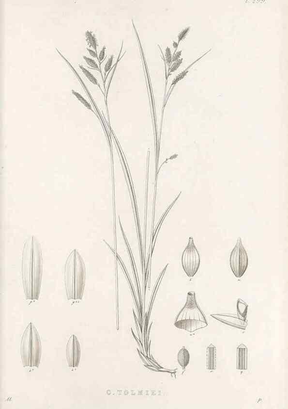 Reproducción/Reproduction 48682718033: Illustrations of the genus Carex. London :William Pamplin,1858-1867.. 