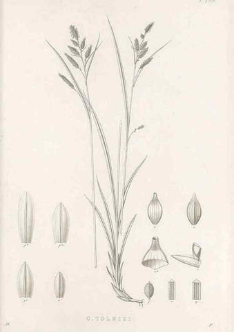 Reproducción/Reproduction 48682718033: Illustrations of the genus Carex. London :William Pamplin,1858-1867.. 