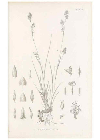 Reproducción/Reproduction 48683318532: Illustrations of the genus Carex. London :William Pamplin,1858-1867.. 