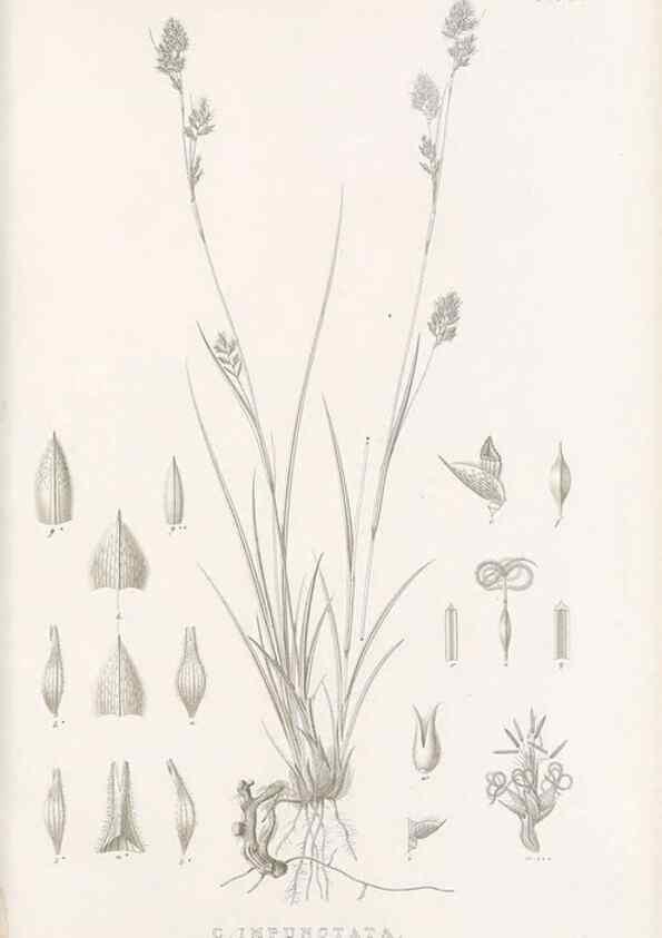 Reproducción/Reproduction 48683318532: Illustrations of the genus Carex. London :William Pamplin,1858-1867.. 