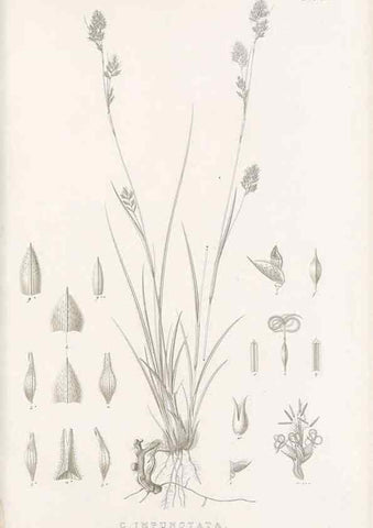 Reproducción/Reproduction 48683318532: Illustrations of the genus Carex. London :William Pamplin,1858-1867.. 