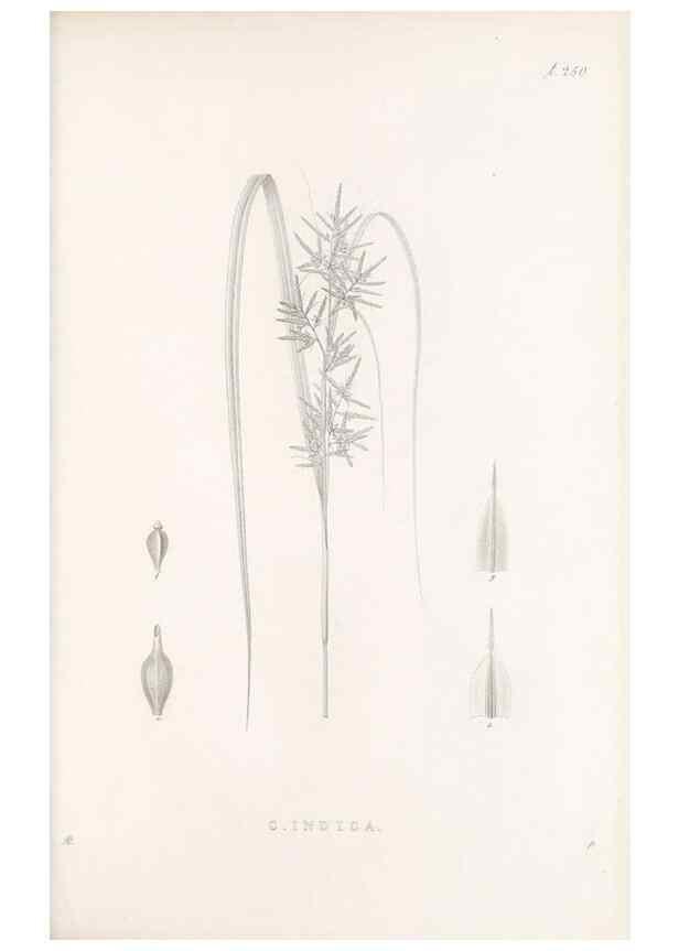 Reproducción/Reproduction 48682676078: Illustrations of the genus Carex. London :William Pamplin,1858-1867.. 