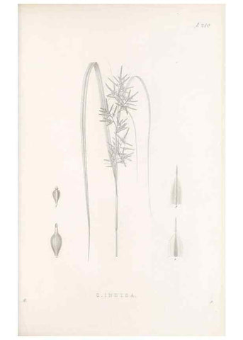 Reproducción/Reproduction 48682676078: Illustrations of the genus Carex. London :William Pamplin,1858-1867.. 