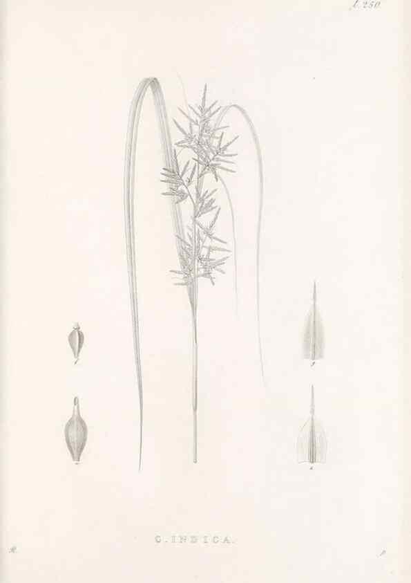 Reproducción/Reproduction 48682676078: Illustrations of the genus Carex. London :William Pamplin,1858-1867.. 