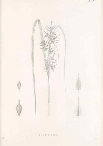 Reproducción/Reproduction 48682676078: Illustrations of the genus Carex. London :William Pamplin,1858-1867.. 