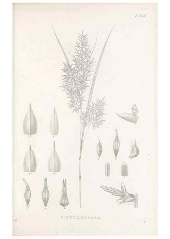 Reproducción/Reproduction 48682675578: Illustrations of the genus Carex. London :William Pamplin,1858-1867.. 