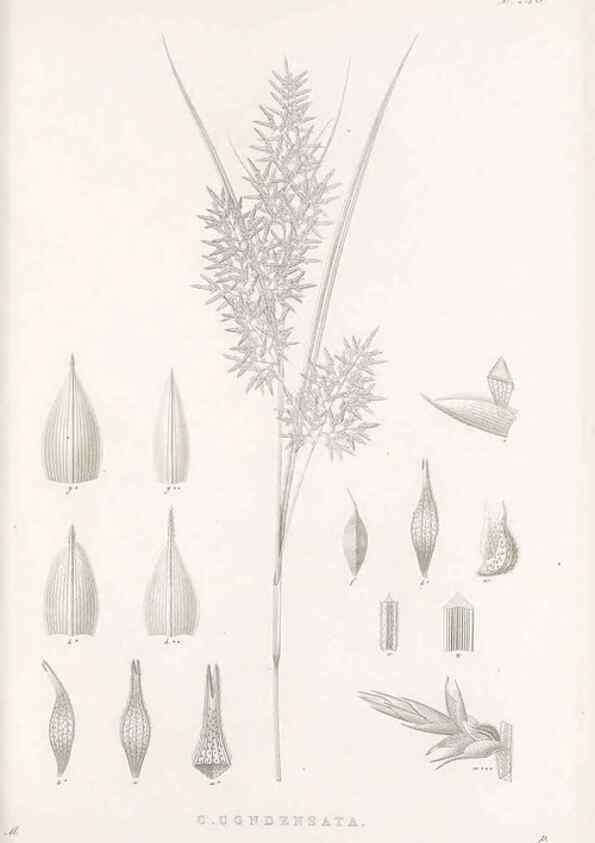 Reproducción/Reproduction 48682675578: Illustrations of the genus Carex. London :William Pamplin,1858-1867.. 