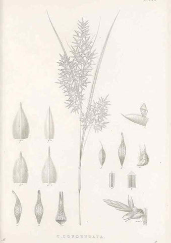 Reproducción/Reproduction 48682675578: Illustrations of the genus Carex. London :William Pamplin,1858-1867.. 