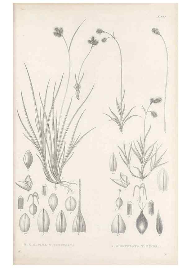 Reproducción/Reproduction 48683107032: Illustrations of the genus Carex. London :William Pamplin,1858-1867.. 
