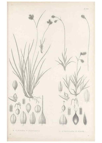 Reproducción/Reproduction 48683107032: Illustrations of the genus Carex. London :William Pamplin,1858-1867.. 