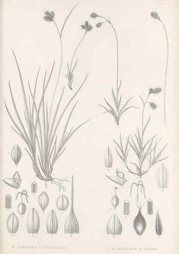 Reproducción/Reproduction 48683107032: Illustrations of the genus Carex. London :William Pamplin,1858-1867.. 