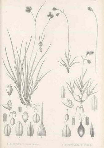 Reproducción/Reproduction 48683107032: Illustrations of the genus Carex. London :William Pamplin,1858-1867.. 