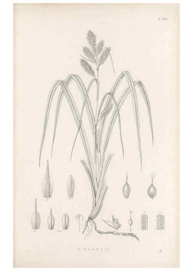 Reproducción/Reproduction 48682592173: Illustrations of the genus Carex. London :William Pamplin,1858-1867.. 