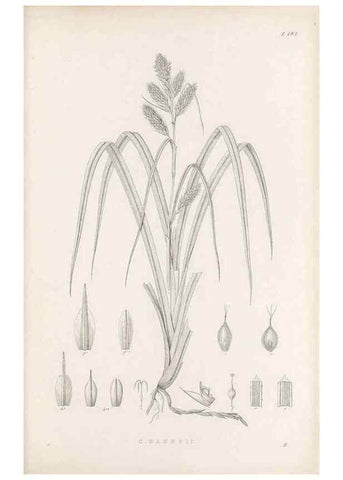 Reproducción/Reproduction 48682592173: Illustrations of the genus Carex. London :William Pamplin,1858-1867.. 