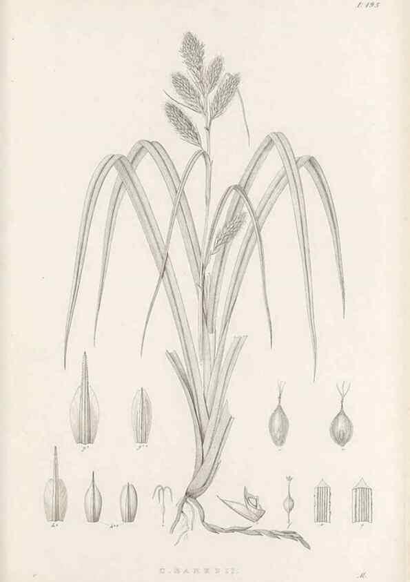 Reproducción/Reproduction 48682592173: Illustrations of the genus Carex. London :William Pamplin,1858-1867.. 