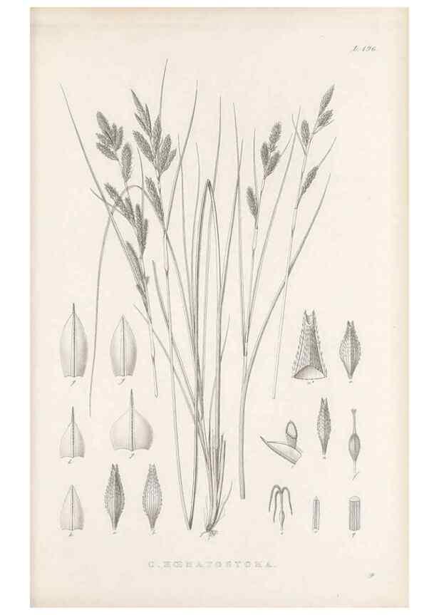 Reproducción/Reproduction 48683107522: Illustrations of the genus Carex. London :William Pamplin,1858-1867.. 