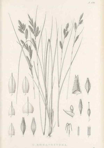 Reproducción/Reproduction 48683107522: Illustrations of the genus Carex. London :William Pamplin,1858-1867.. 