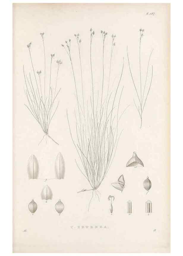 Reproducción/Reproduction 48682933241: Illustrations of the genus Carex. London :William Pamplin,1858-1867.. 