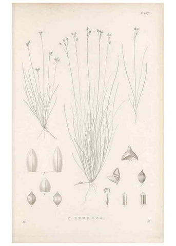 Reproducción/Reproduction 48682933241: Illustrations of the genus Carex. London :William Pamplin,1858-1867.. 