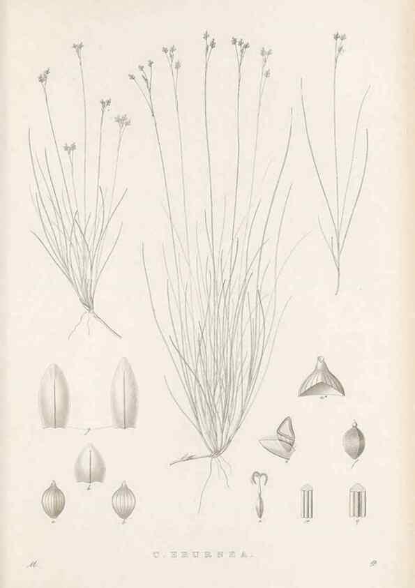 Reproducción/Reproduction 48682933241: Illustrations of the genus Carex. London :William Pamplin,1858-1867.. 