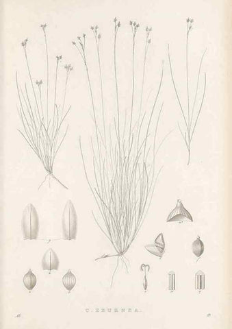 Reproducción/Reproduction 48682933241: Illustrations of the genus Carex. London :William Pamplin,1858-1867.. 