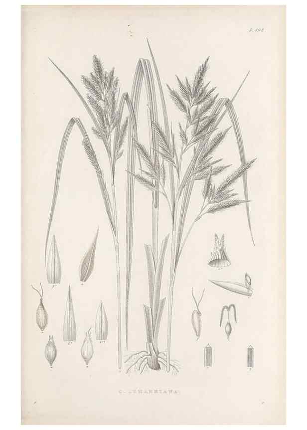 Reproducción/Reproduction 48682933416: Illustrations of the genus Carex. London :William Pamplin,1858-1867.. 