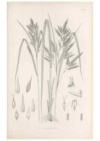 Reproducción/Reproduction 48682933416: Illustrations of the genus Carex. London :William Pamplin,1858-1867.. 
