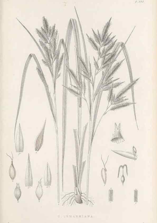 Reproducción/Reproduction 48682933416: Illustrations of the genus Carex. London :William Pamplin,1858-1867.. 
